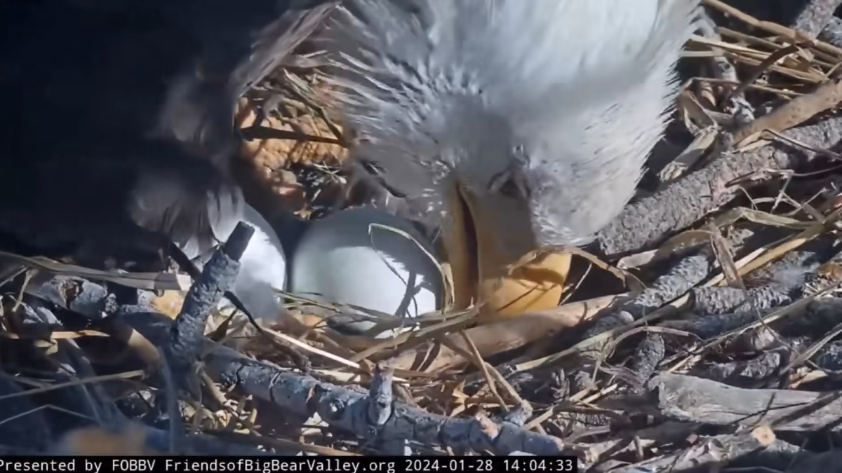 Big Bear’s pair-bonded bald eagles hatch second egg of 2024 – NBC Los