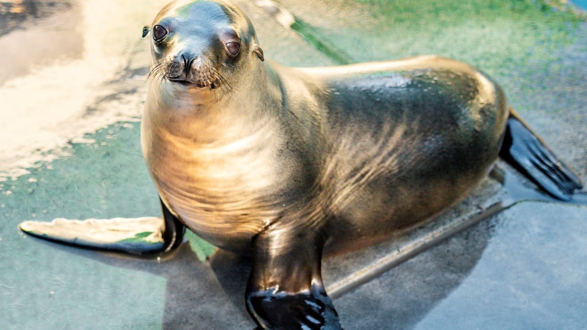 'Gobble' the sea lion pup is gaining health at SeaWorld after Coronado police rescue – NBC Los Angeles - Vimarsana News