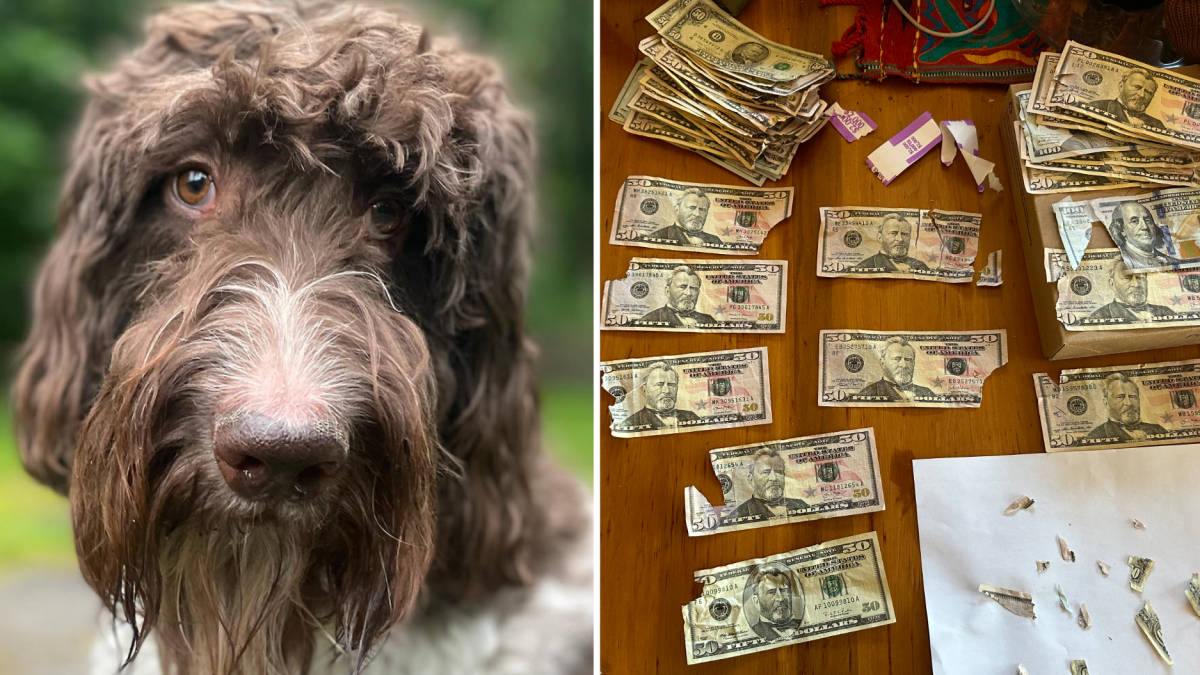 Pittsburgh dog eats 4K stack of cash left on kitchen table NBC Los