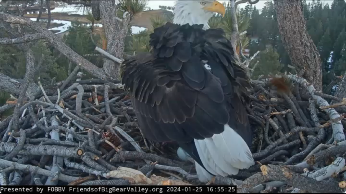 Jackie and Shadow, Big Bear’s beloved bald eagle couple, have 1st egg