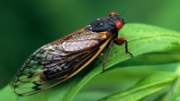 Cicadas are so noisy in a South Carolina county that residents are calling the police