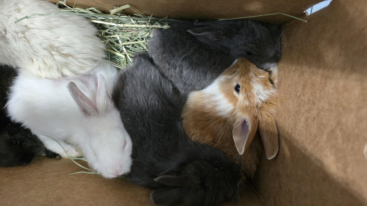 Foster homes desperately needed for Granada Hills rabbits – NBC Los Angeles