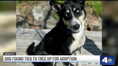 Mission Viejo dog up for adoption after being found tied to tree