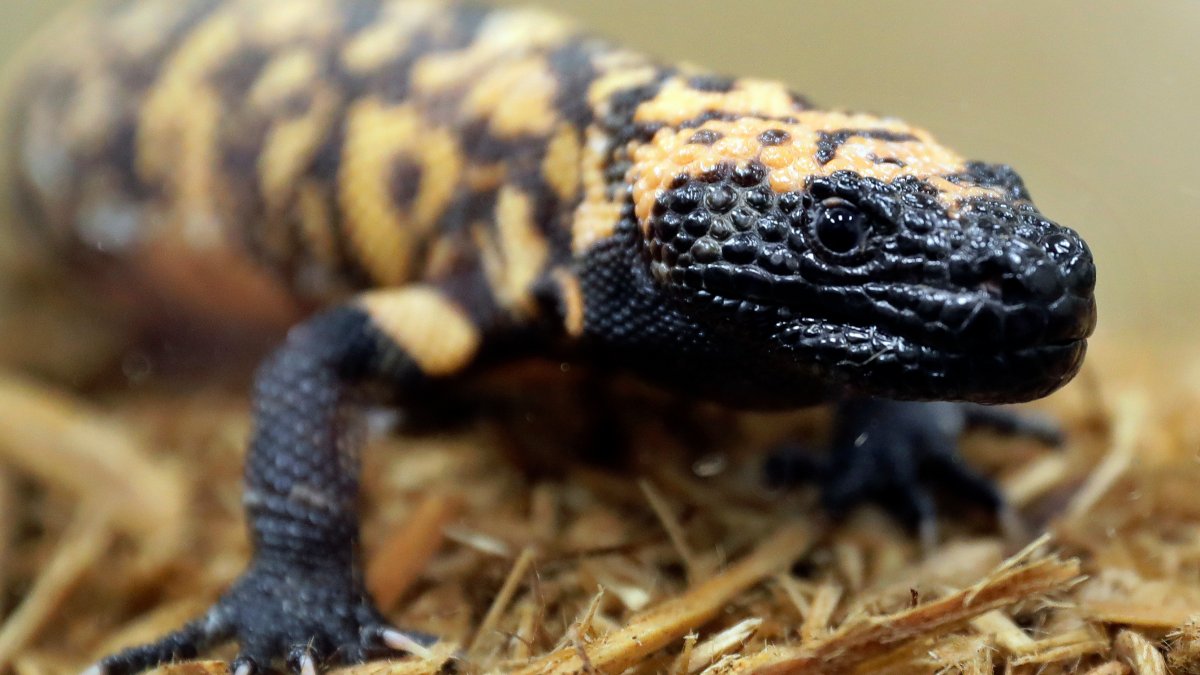 Colorado man dead after pet Gila monster bite – NBC Los Angeles - Vimarsana News