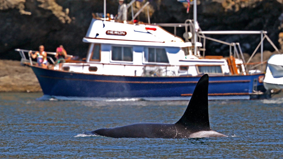 Coast Guard launch boat alert program to protect whales in Seattle – NBC Los Angeles - Vimarsana News