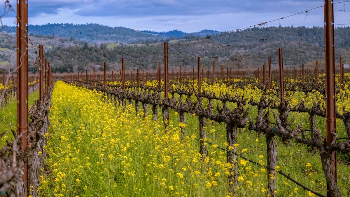 10 Things to Know Before Moving to Napa, CA - Updated 2024