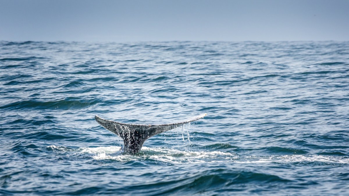 Celebrating whales is a March must-do around Mendocino County - Vimarsana News