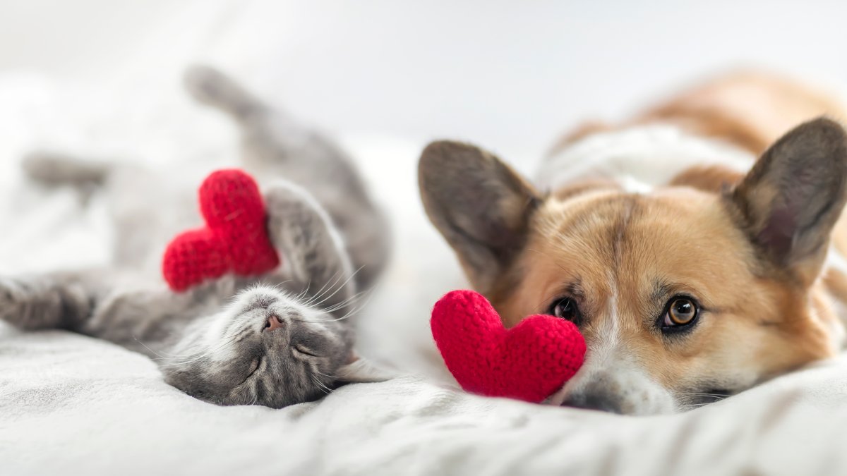 Our heartstrings are tugged: Bring a new friend home from Pasadena Humane for $14 - Vimarsana News