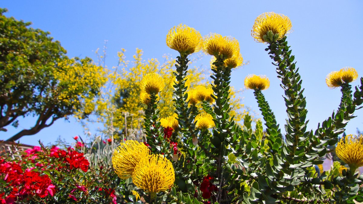 The Garden Conservancy's 'Open Days' will give us flowery peeks behind private walls – NBC Los Angeles - Vimarsana News