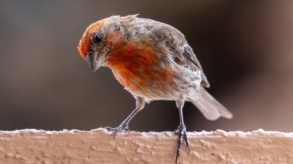 The Great Backyard Bird Count is winging its way into our natureloving