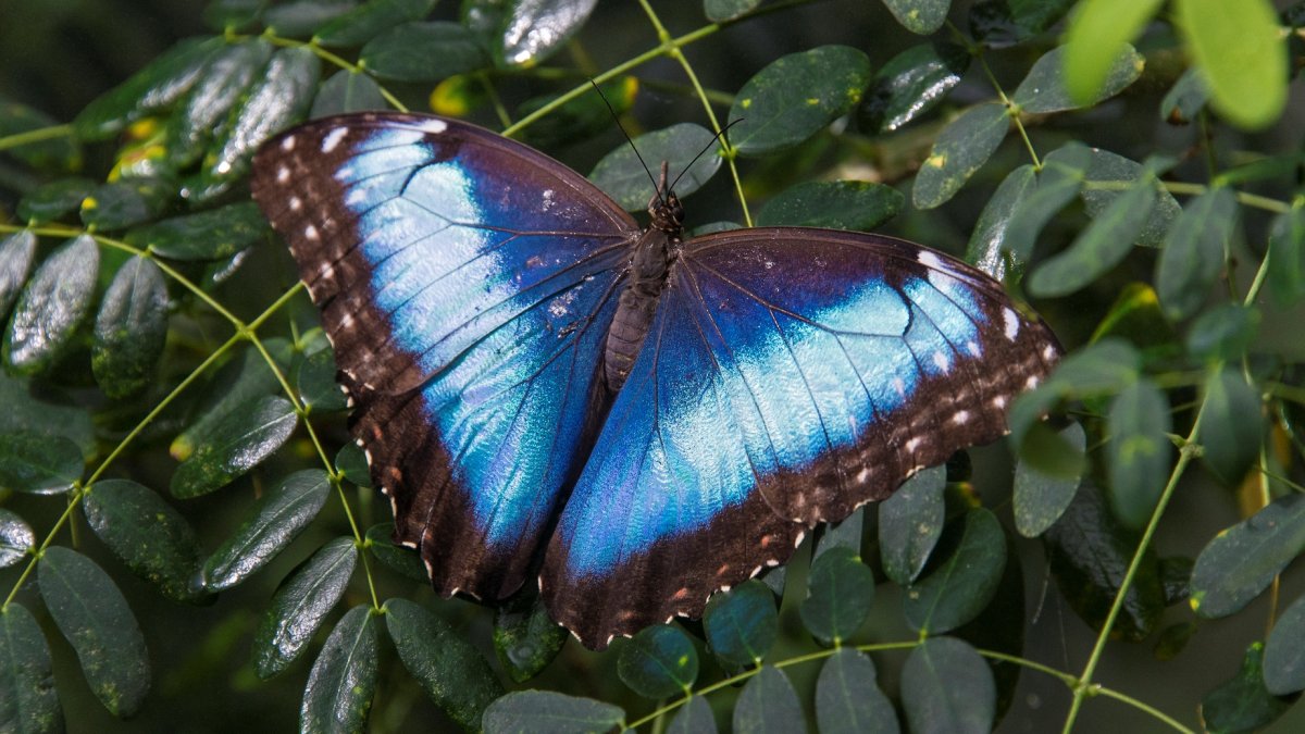 Flutter by a beautiful 'Butterfly Jungle Safari' at San Diego Zoo Safari Park – NBC Los Angeles - Vimarsana News