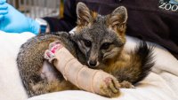 An injured Channel Islands fox is healing in Santa Barbara before heading for a bright future