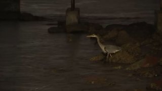 A bird near Cabrillo Beach in San Pedro.