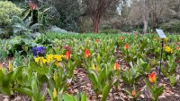 The first tulips — that would be plural, oh yes — are sprouting at Descanso Gardens