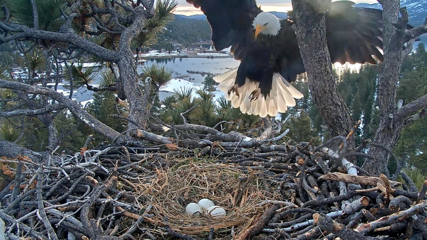 Pip watch: Big Bear bald eagles await offspring as storm rolls in - Los  Angeles Times