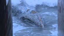 A gray whale washed ashore near the Marine Room in La Jolla on Feb. 22, 2024.