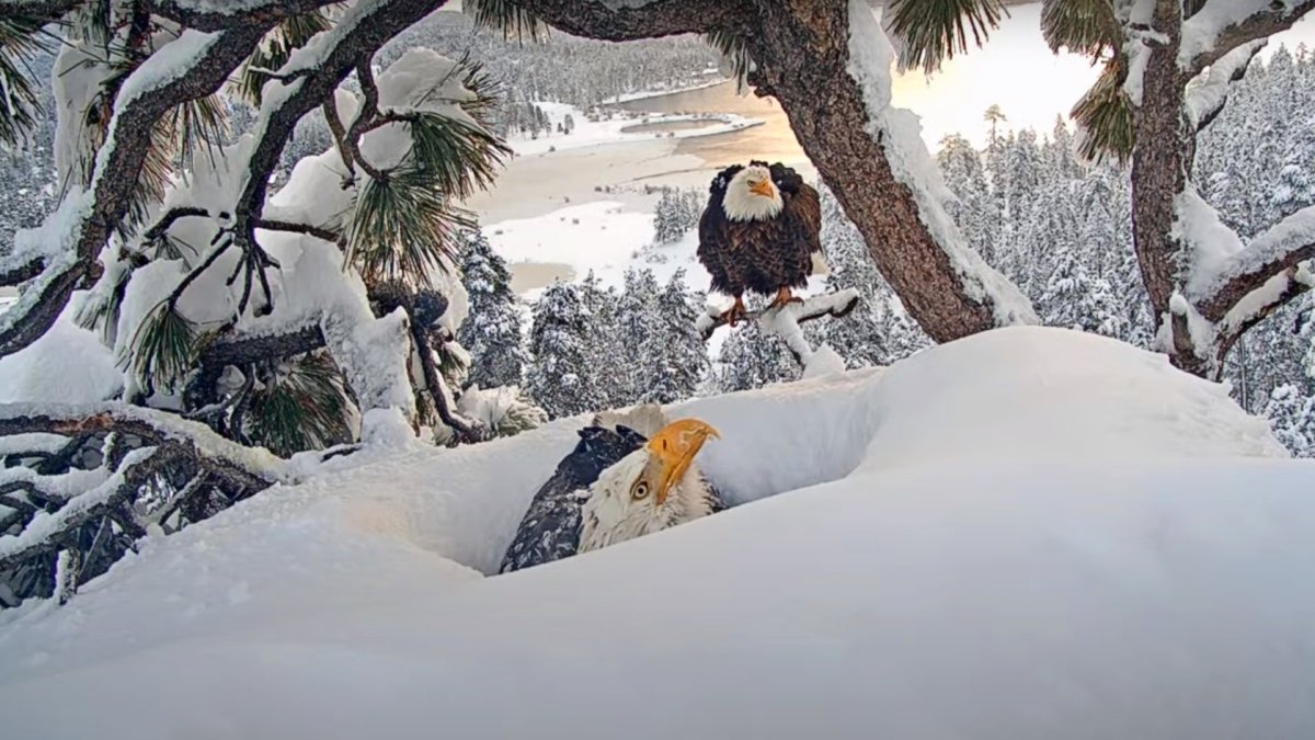 Jackie the Big Bear bald eagle just broke an incredible ‘time-spent-on