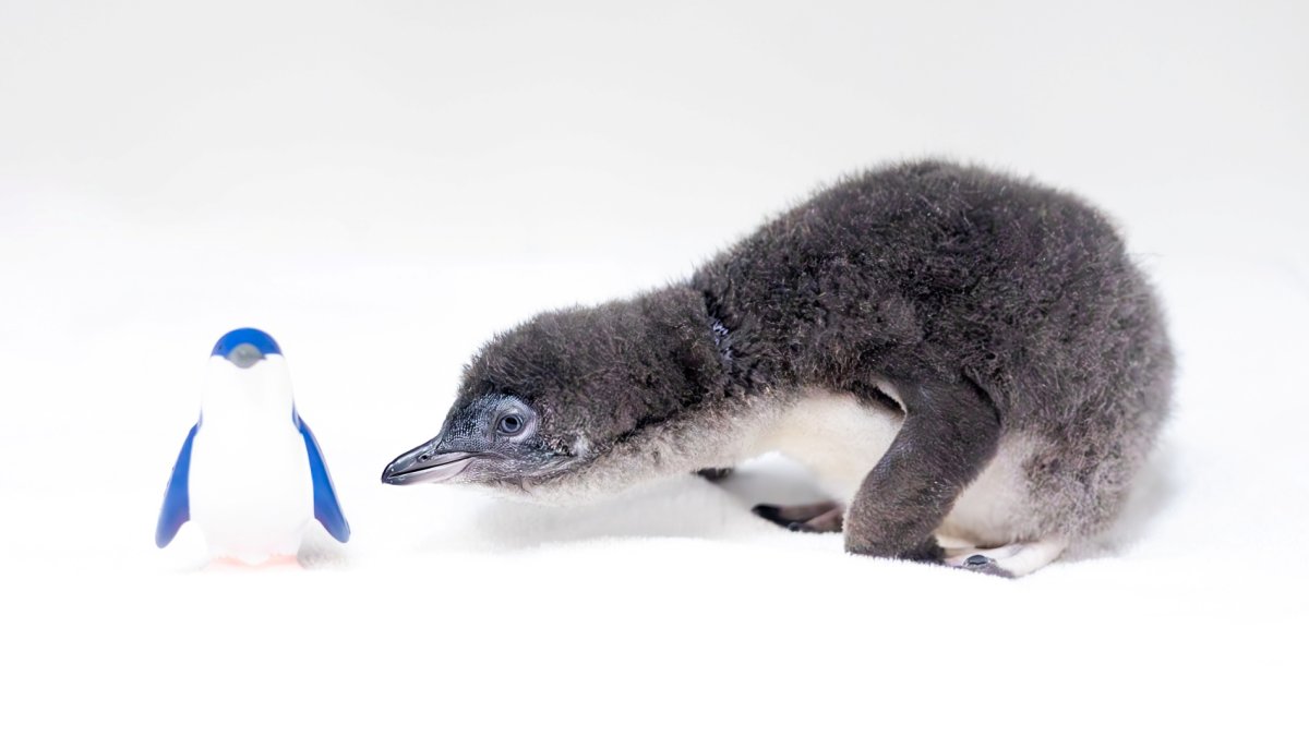 A baby Little Blue Penguin — a first for Birch Aquarium — is winning hearts  in La Jolla – NBC Los Angeles