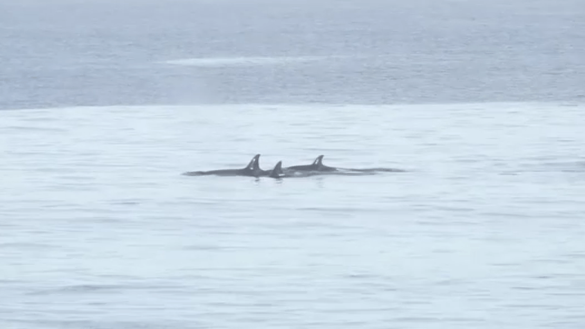 Orcas swim with surfers on hunt for dolphin near La Jolla's Scripps Pier – NBC Los Angeles - Vimarsana News