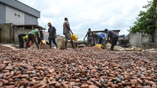 Workers collect dry cocoa beans in front of the store of a cocoa cooperative in the village of Hermankono on Nov. 14, 2023.