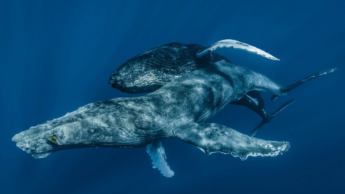 Humpback Whales Captured Mating For First Time Were Engaged In Gay Sex Nbc Los Angeles 5330