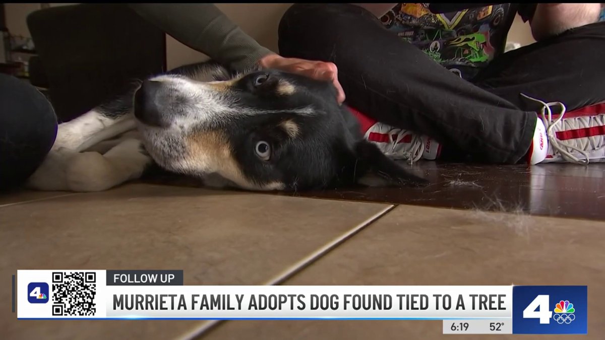 Orange County family adopts Angel the dog, found tied to a tree – NBC ...