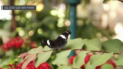 Enter the butterfly forest in ‘Butterfly Jungle Safari' at San Diego Zoo Safari Park