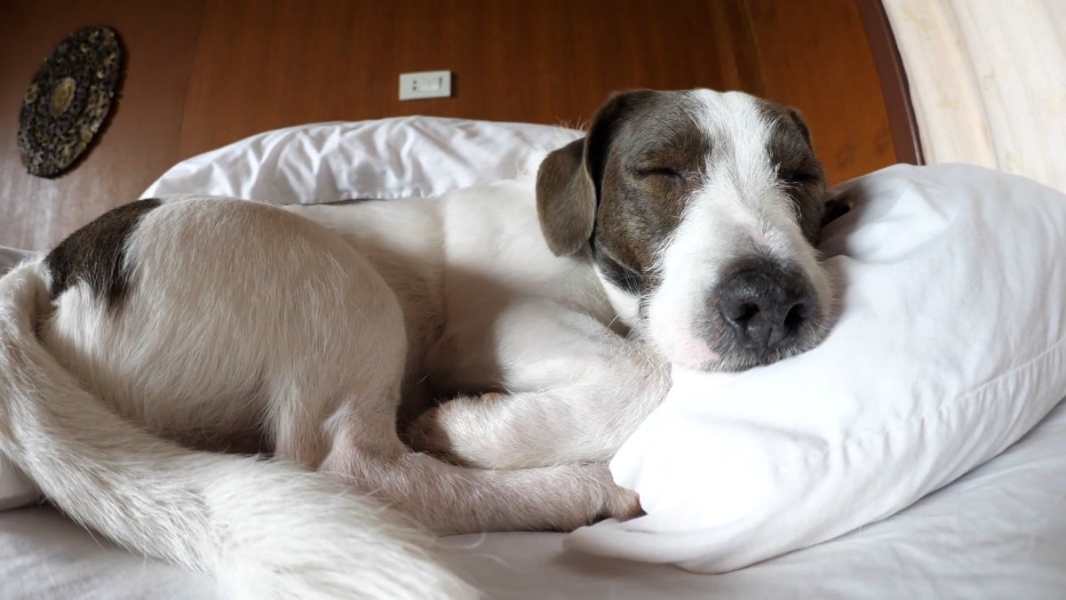 Is it ok to let your dog sleep on your bed? NBC Los Angeles