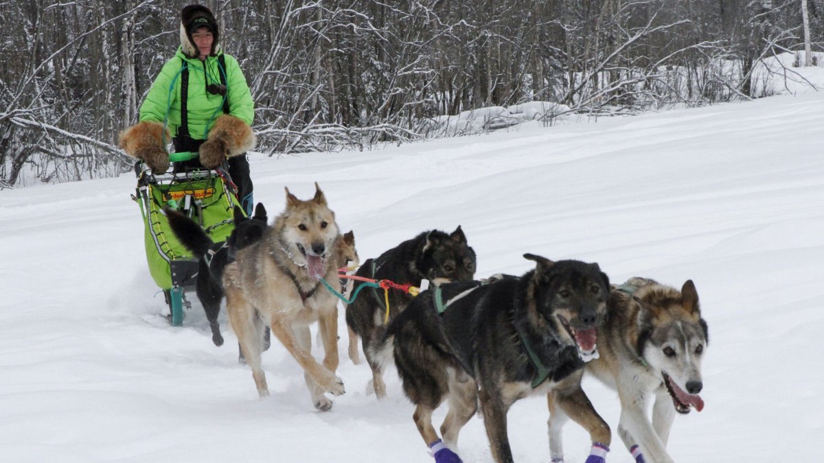 Lighting the Way: Illuminated Harnesses Enhance Safety at the Iditarod Sled Dog Race