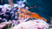 Shrimp Week at Monterey Bay Aquarium: Oh, it's prawn, er, on