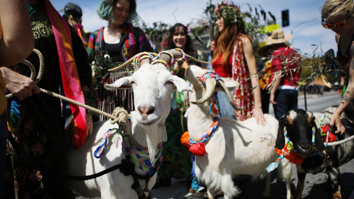Goats to goldfish: Join the cute queue for Olvera Street's Blessing of the Animals - Vimarsana News