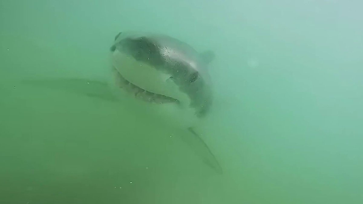 Cal State Long Beach shark alert system in danger of ending NBC Los