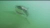 Cal State Long Beach shark warning alert system in danger of ending 