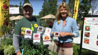 Go inside the world's largest (and most fun) tomato plant sale