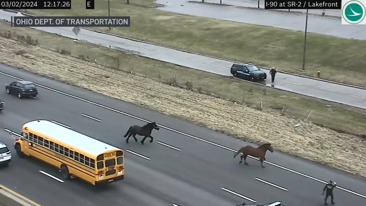 Video shows escaped Cleveland police horses running down Interstate 90 ...