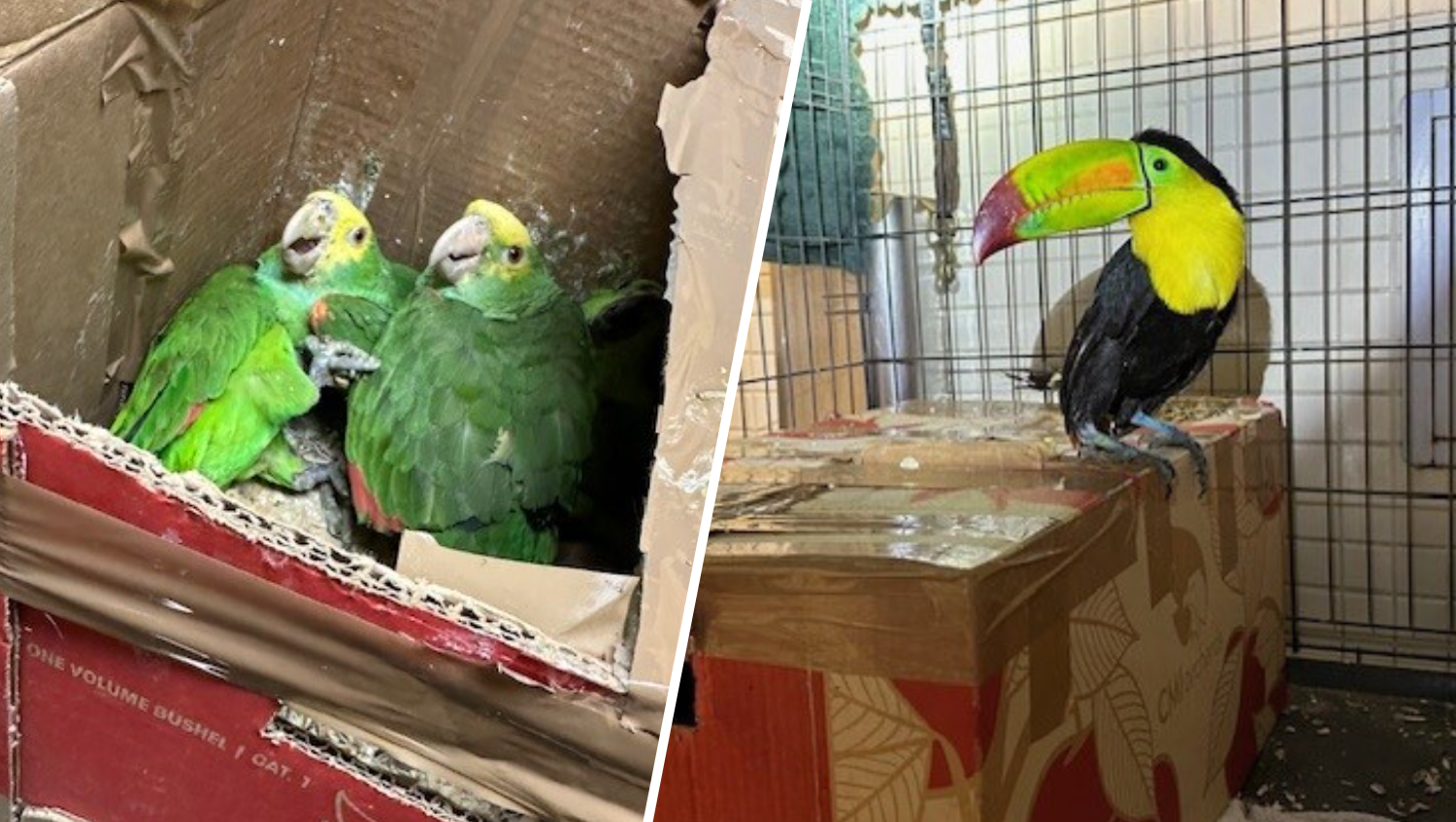 Border agents halt attempted exotic-bird smuggling in Tecate – NBC Los Angeles - Vimarsana News