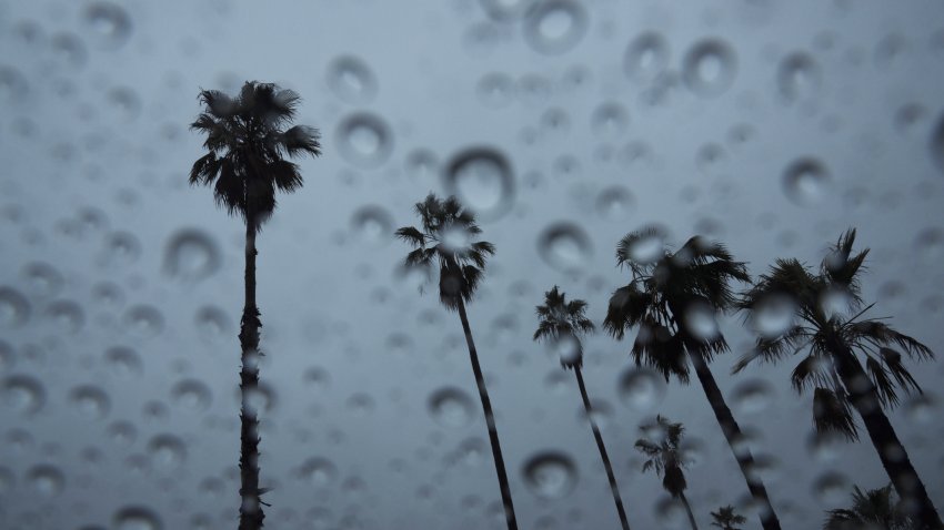 Palm trees seen through drops of rain during a storm. Photographer: Eric Thayer/Bloomberg