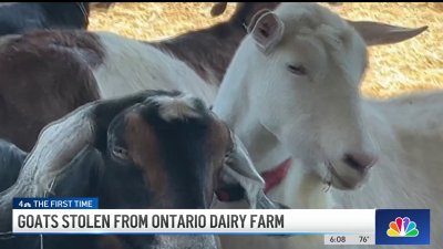 A dozen goats stolen from Ontario dairy farm