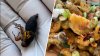 Food blogger makes tempura-battered cicadas
