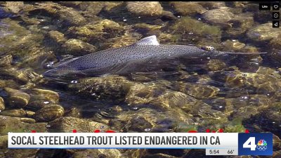 Southern California steelhead trout listed as endangered