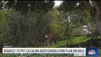 Catalina Island's deer eradication plan requested to be put on hold by LA County Supervisor
