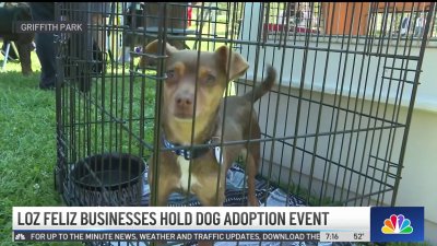 Los Feliz businesses hold dog adoption event