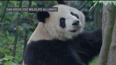 Meet the pair of giant pandas coming to the San Diego Zoo from China