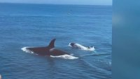 Pod of killer whales spotted off the coast of Newport Beach