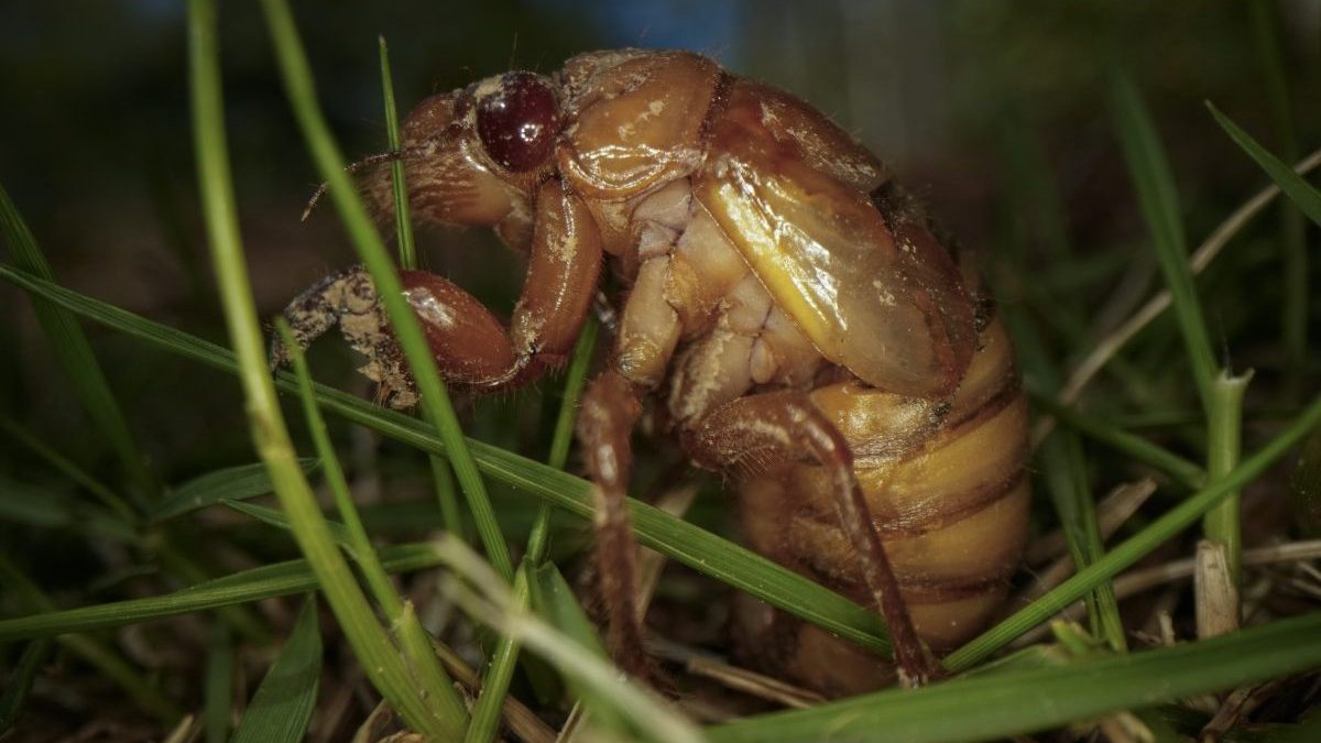 Cicada facts: Insect top of animal kingdom in urination flow rate – NBC Los Angeles - Vimarsana News