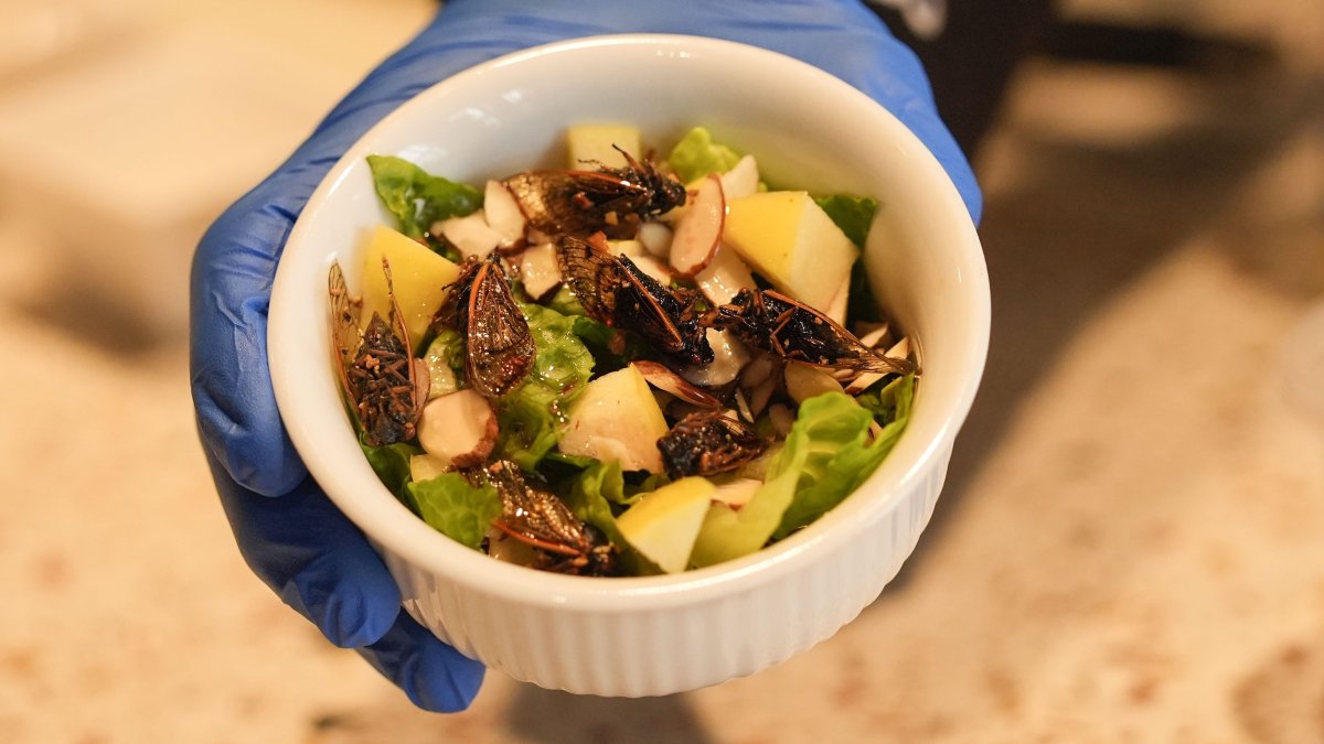 New Orleans cafe offers insect-based treats with cicadas, crickets, more – NBC Los Angeles - Vimarsana News