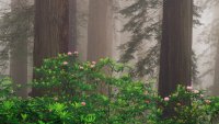 Admire two botanical besties — redwoods and rhododendrons — on a springtime hike