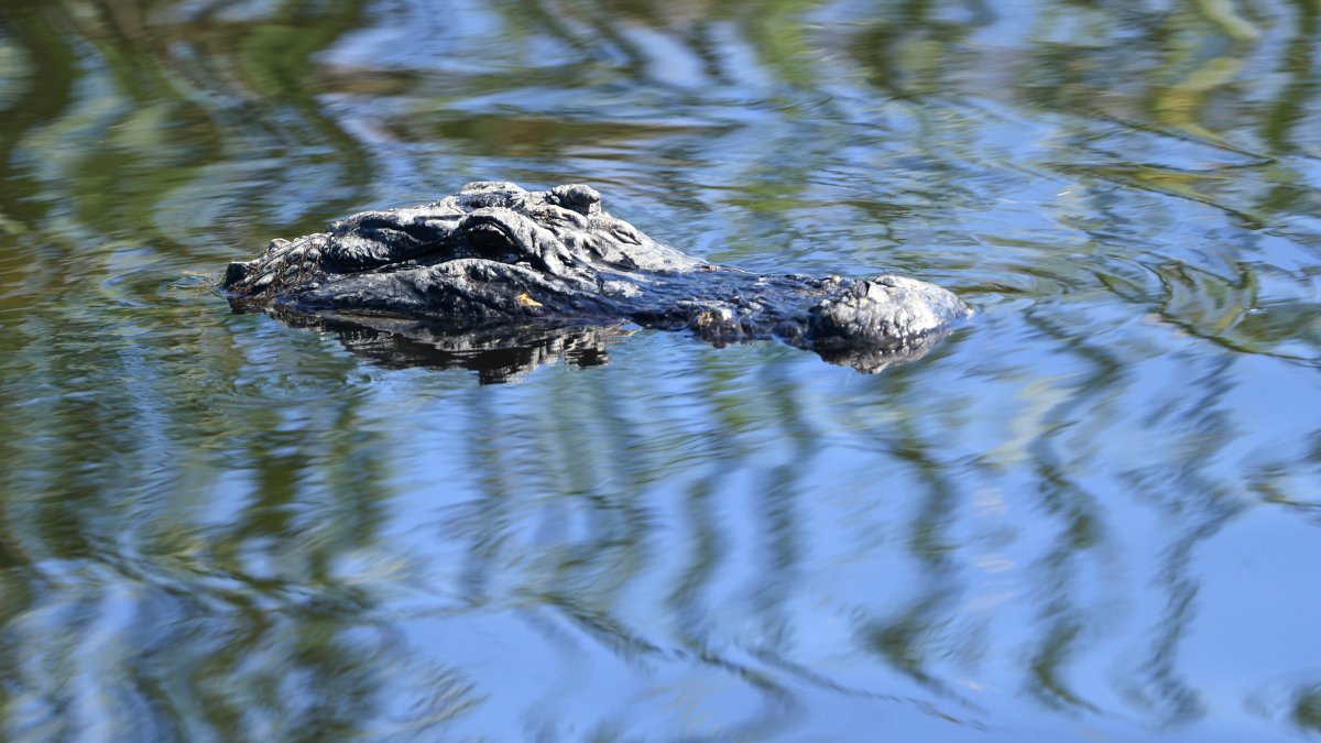 Diver faced life or death choice after being pinned underwater by alligator – NBC Los Angeles - Vimarsana News