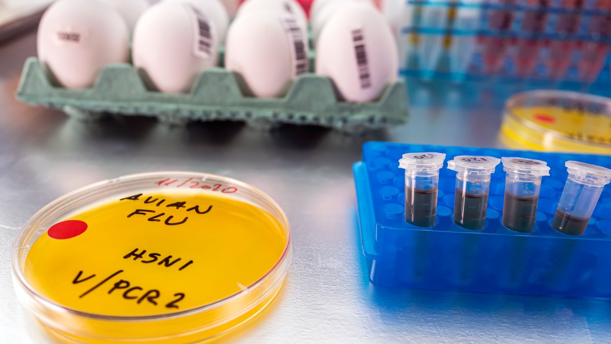 As bird flu spreads in the US, is it safe to eat eggs? What to know