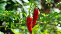 Hot stuff: ‘Peppermania' and ‘Pepperzania' are bringing the heat to local nurseries